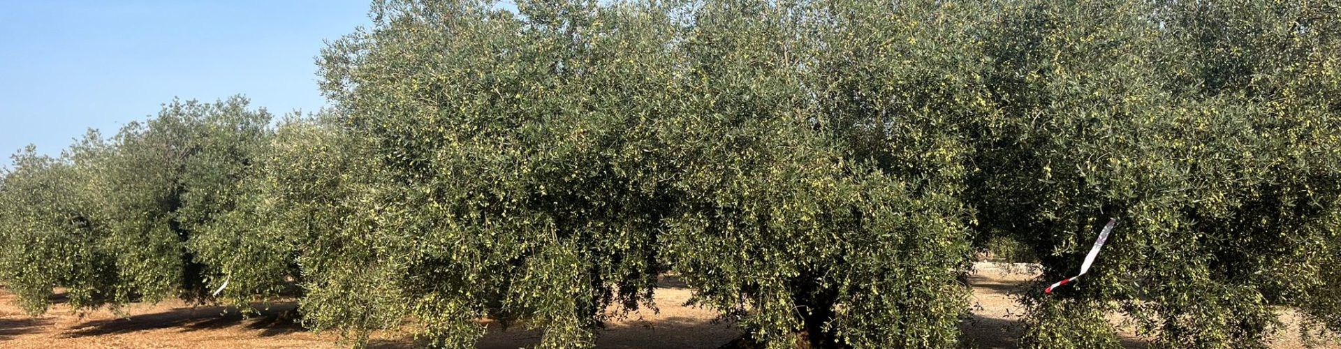 Olis Santa Bàrbara comença la collita 2025 de la marca  Oli Farga Mil·lenària  amb 52 oliveres de 6 pobles