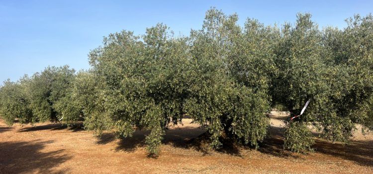 Olis Santa Bàrbara comença la collita 2025 de la marca  Oli Farga Mil·lenària  amb 52 oliveres de 6 pobles
