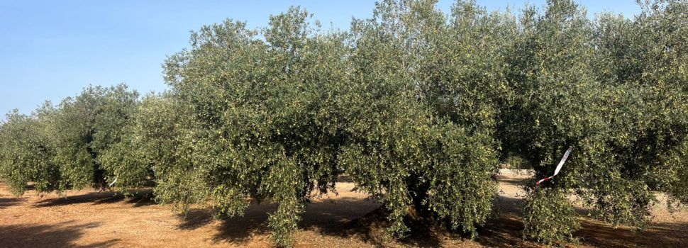 Olis Santa Bàrbara comença la collita 2025 de la marca  Oli Farga Mil·lenària  amb 52 oliveres de 6 pobles