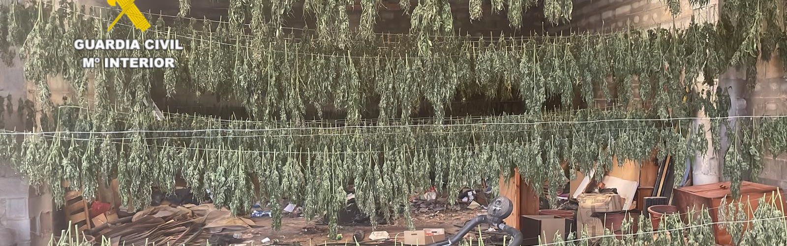Desmantelado un cultivo de marihuana en un almacén en Sant Jordi