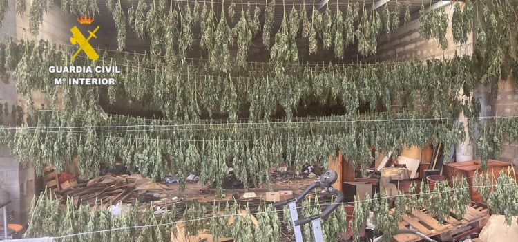 Desmantelado un cultivo de marihuana en un almacén en Sant Jordi