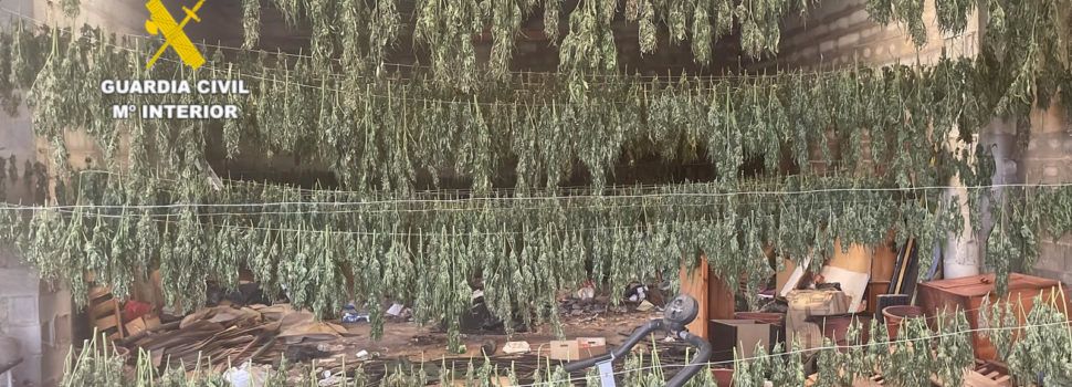Desmantelado un cultivo de marihuana en un almacén en Sant Jordi