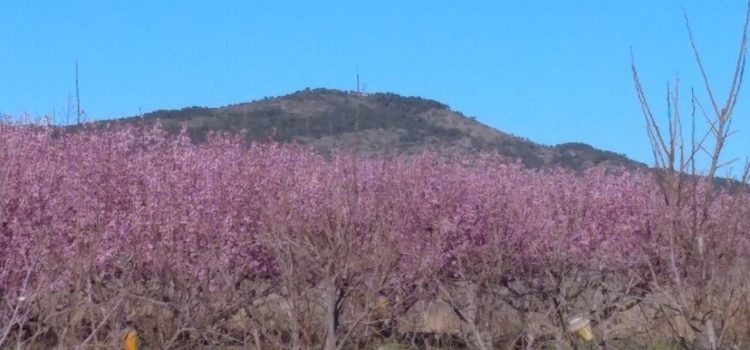 Un país d’històries (XLVII): L’aneguet i el colibrí