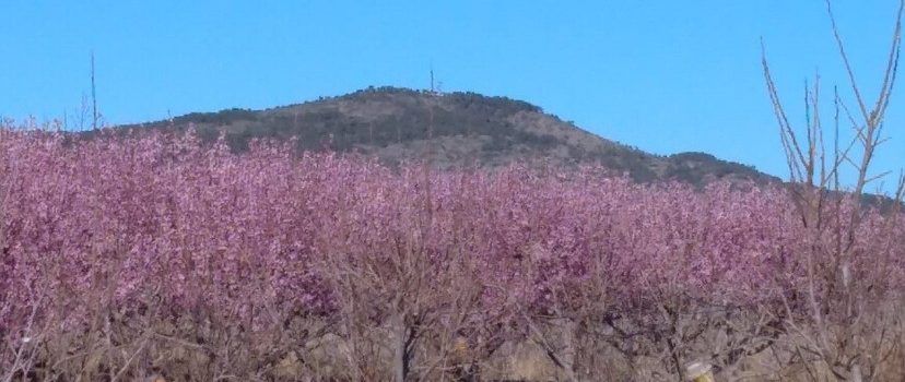 Un país d’històries (XLVII): L’aneguet i el colibrí