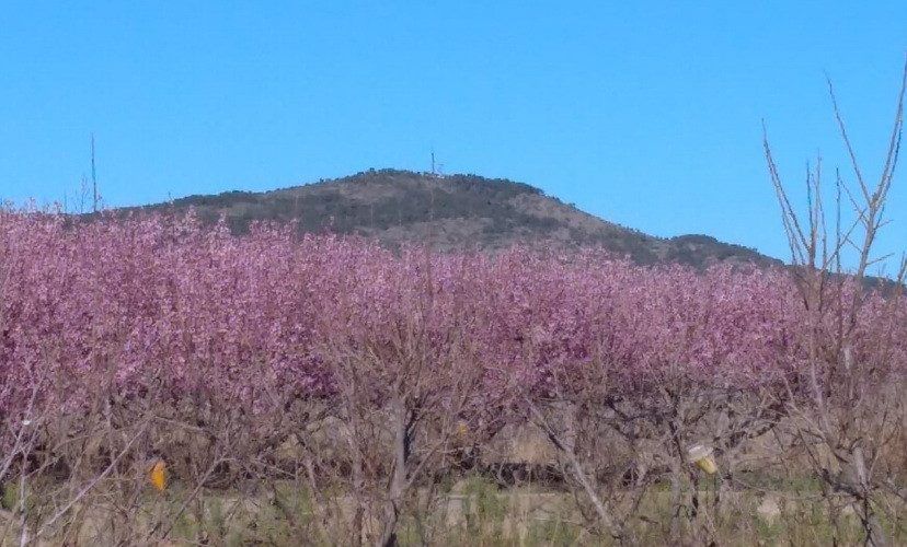 Un país d’històries (XLVII): L’aneguet i el colibrí