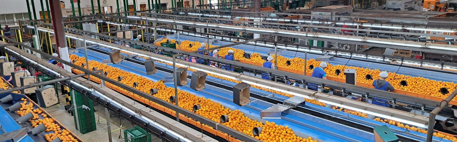 Benihort comienza la nueva campaña citrícola con continuidad y nuevas fincas de cultivo propio