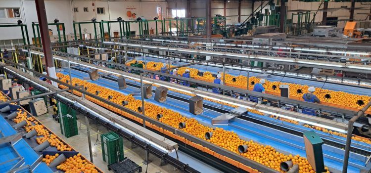 Benihort comienza la nueva campaña citrícola con continuidad y nuevas fincas de cultivo propio