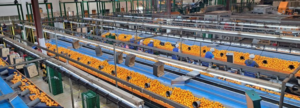 Benihort comienza la nueva campaña citrícola con continuidad y nuevas fincas de cultivo propio