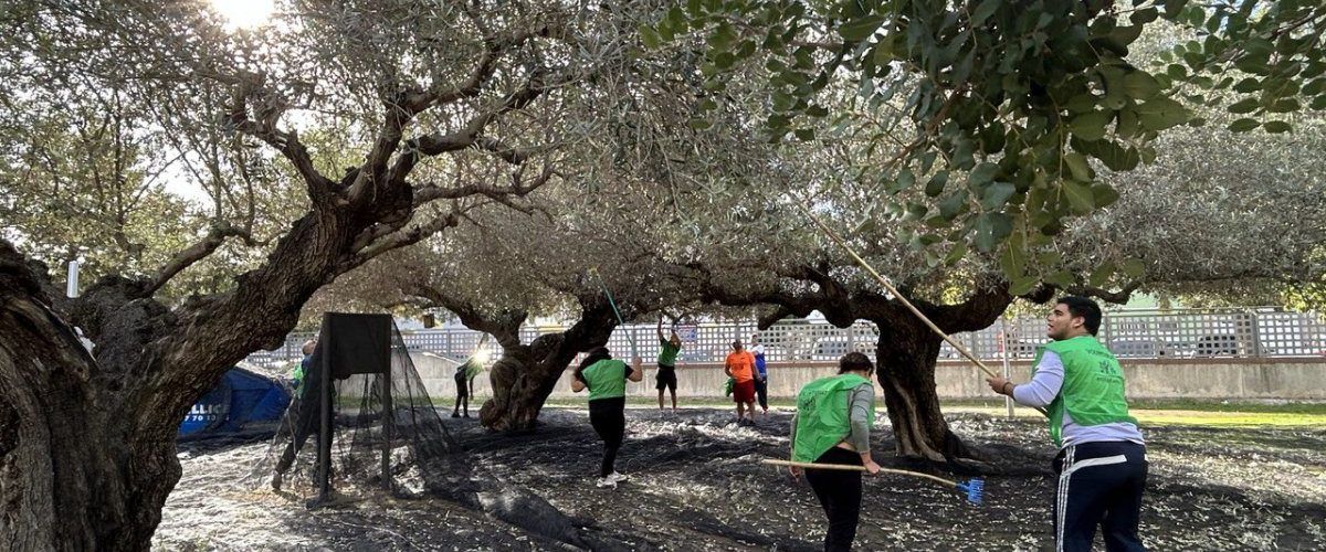 Comencen les espigolades d’oliveres als Xiribecs amb voluntaris de Creu Roja i alumnat del Montsià i l’Agrària