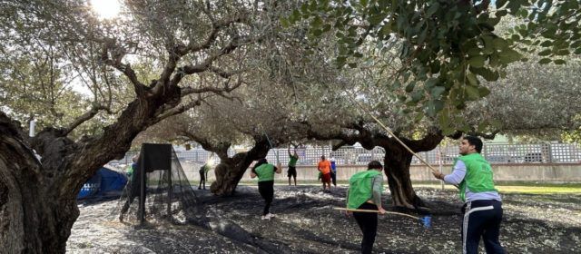 Comencen les espigolades d’oliveres als Xiribecs amb voluntaris de Creu Roja i alumnat del Montsià i l’Agrària