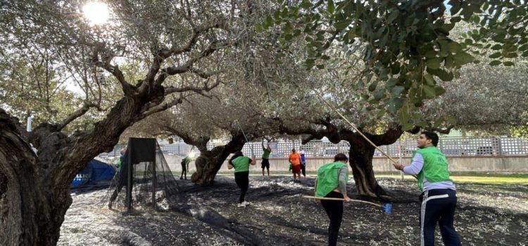 Comencen les espigolades d’oliveres als Xiribecs amb voluntaris de Creu Roja i alumnat del Montsià i l’Agrària