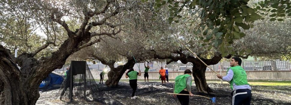 Comencen les espigolades d’oliveres als Xiribecs amb voluntaris de Creu Roja i alumnat del Montsià i l’Agrària