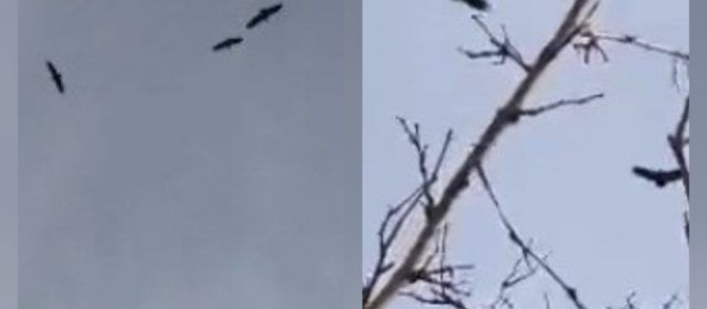 Vídeos: estol de voltors per Morella