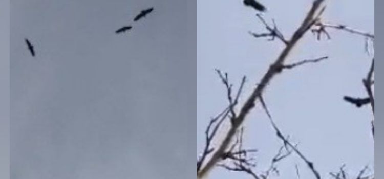 Vídeos: estol de voltors per Morella