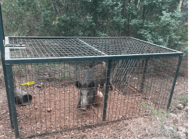 Les captures de porcs senglars ascendeixen a 389 exemplars a Alcalà de Xivert durant aquest any
