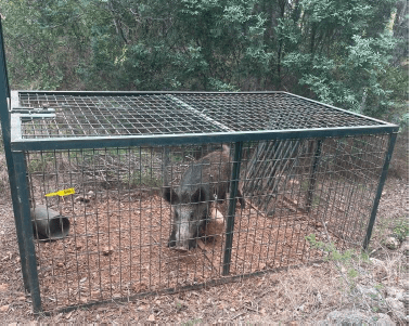 Les captures de porcs senglars ascendeixen a 389 exemplars a Alcalà de Xivert durant aquest any