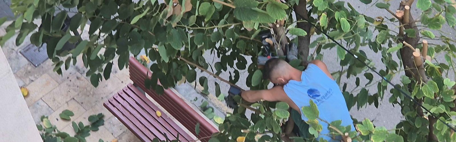 Vídeo i fotos: La poda dels arbres del carrer Socors