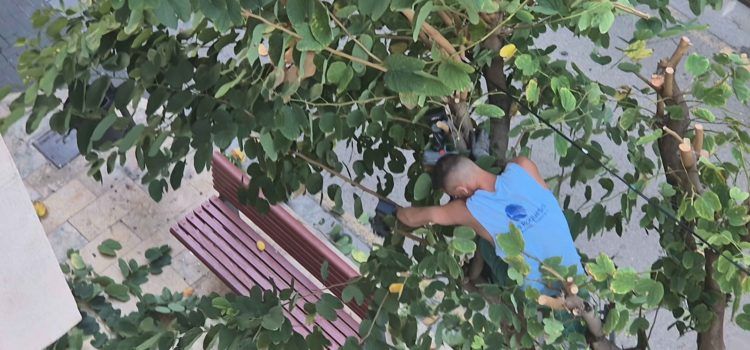 Vídeo i fotos: La poda dels arbres del carrer Socors