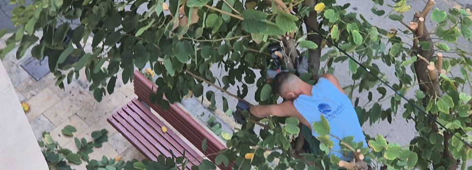 Vídeo i fotos: La poda dels arbres del carrer Socors