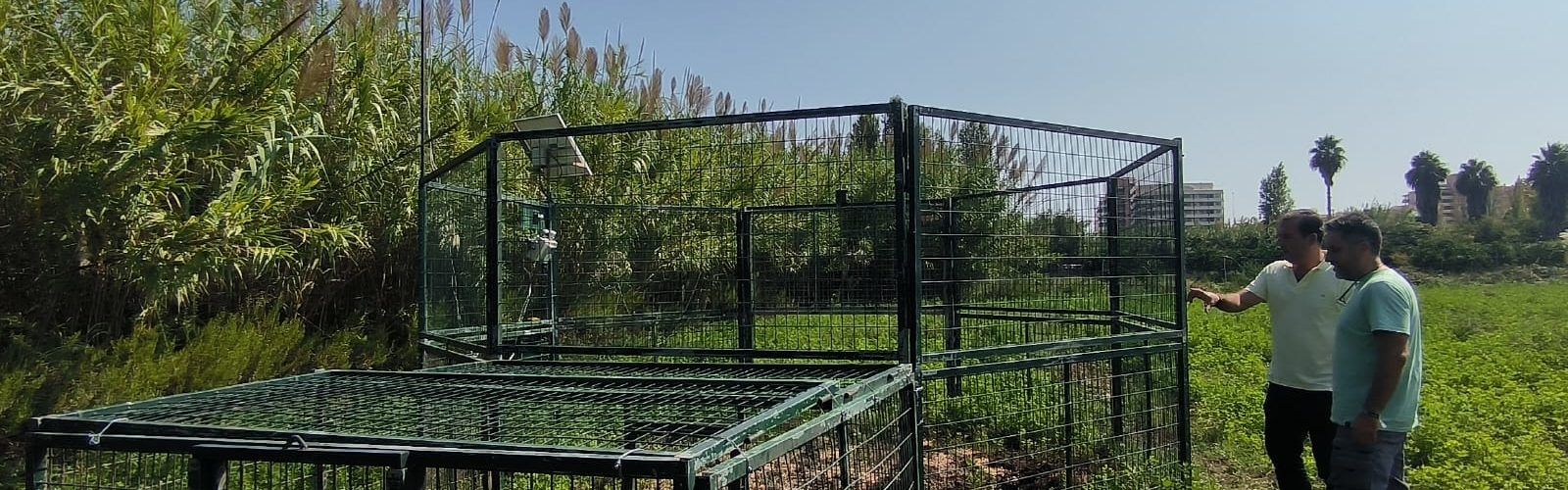 L’Ajuntament de Peníscola captura 71 senglars durant l’últim semestre