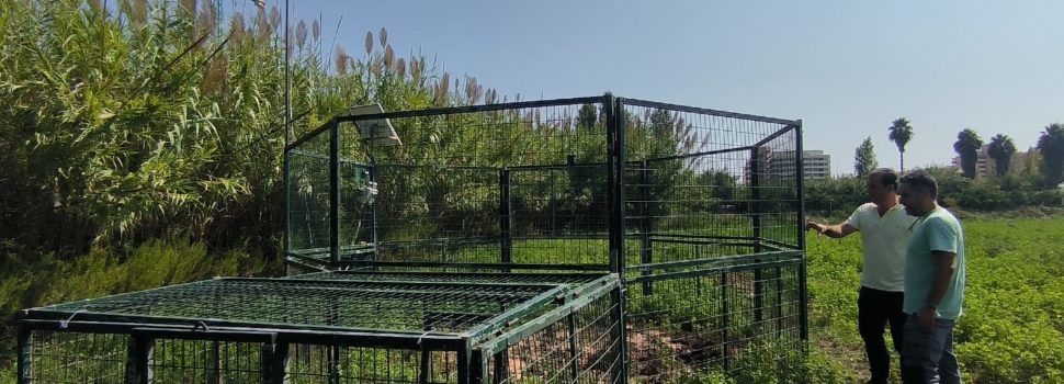 L’Ajuntament de Peníscola captura 71 senglars durant l’últim semestre 