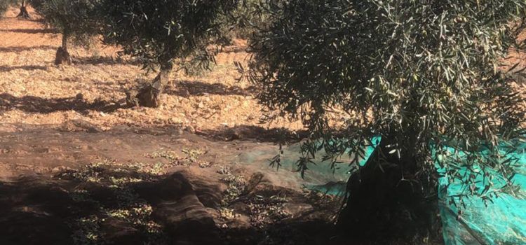 AVA-ASAJA prevé una merma del 30% en la producción de aceitunas en Valencia y Castellón