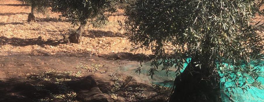 AVA-ASAJA prevé una merma del 30% en la producción de aceitunas en Valencia y Castellón