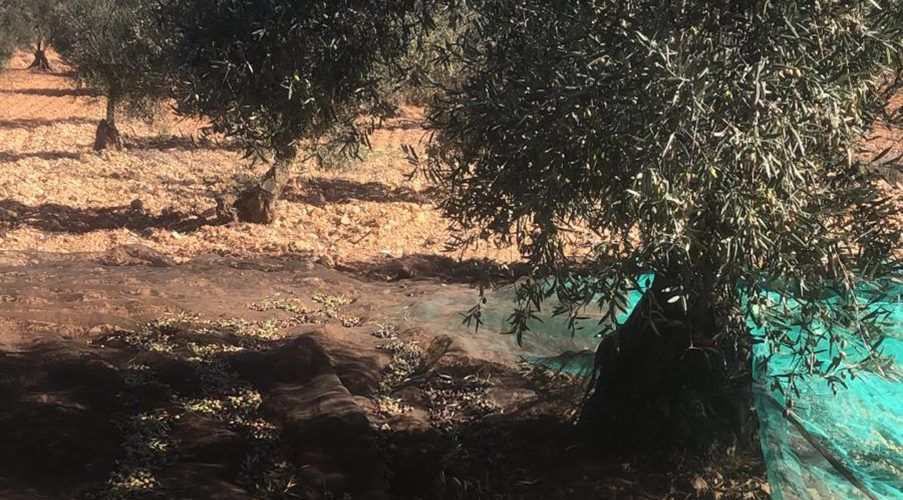 AVA-ASAJA prevé una merma del 30% en la producción de aceitunas en Valencia y Castellón