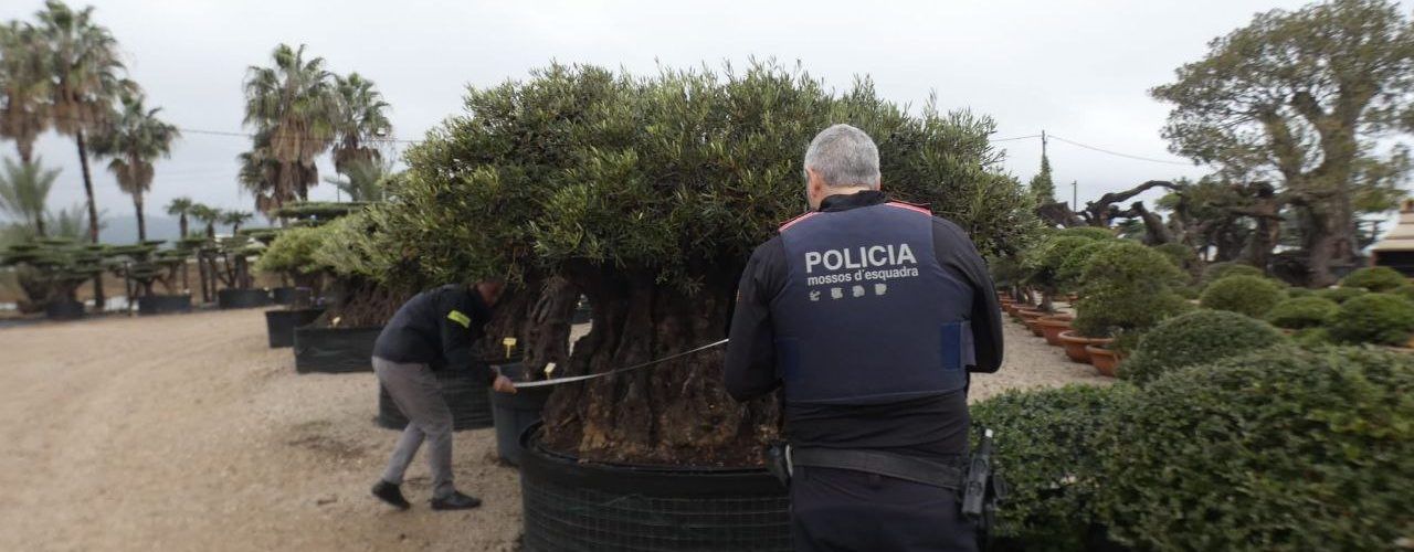 Els Mossos d’Esquadra denuncien una empresa per intentar arrencar oliveres monumentals protegides a Santa Bàrbara