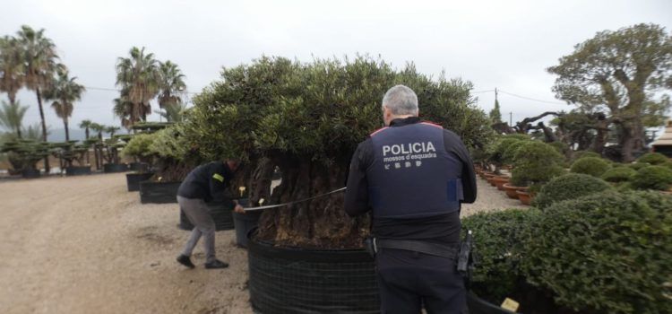 Els Mossos d’Esquadra denuncien una empresa per intentar arrencar oliveres monumentals protegides a Santa Bàrbara