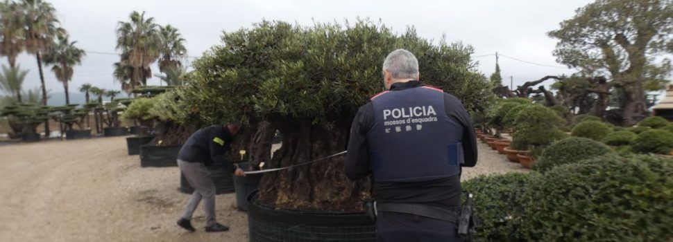 Els Mossos d’Esquadra denuncien una empresa per intentar arrencar oliveres monumentals protegides a Santa Bàrbara