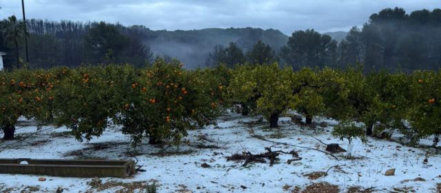 Los retrasos de la recolección y las lluvias de diciembre causan la pérdida de 75.000 toneladas de cítricos