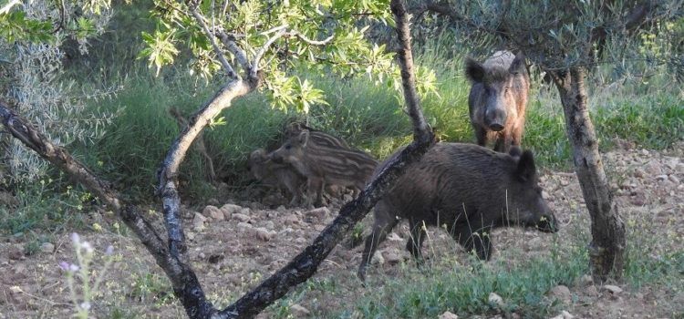 AVA-ASAJA aplaude las ayudas para el control del jabalí pero exige medidas contundentes también fuera de los cotos