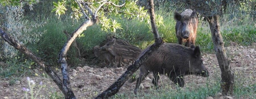 AVA-ASAJA aplaude las ayudas para el control del jabalí pero exige medidas contundentes también fuera de los cotos