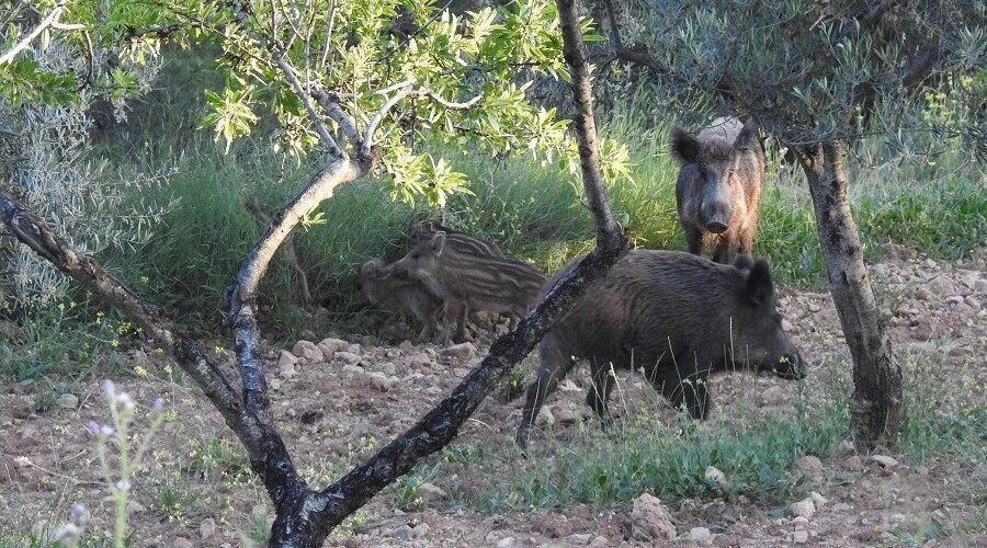 AVA-ASAJA aplaude las ayudas para el control del jabalí pero exige medidas contundentes también fuera de los cotos