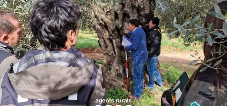Jornada de Formació sobre oliveres monumentals per a Agents Rurals de Catalunya