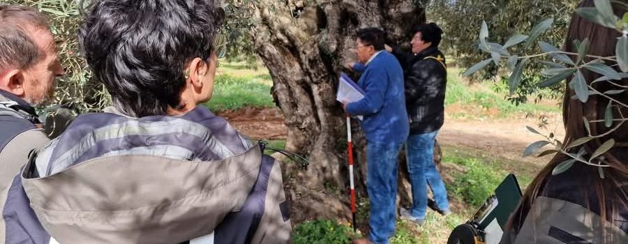 Jornada de Formació sobre oliveres monumentals per a Agents Rurals de Catalunya
