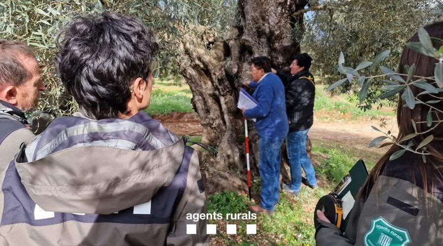 Jornada de Formació sobre oliveres monumentals per a Agents Rurals de Catalunya