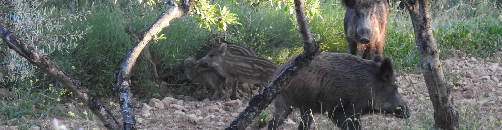La Generalitat cede a Cataluña jaulas para capturar jabalís dentro del plan de choque para frenar la expansión de la peste porcina