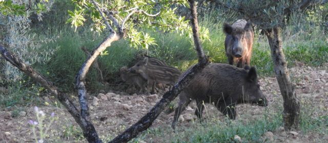 La Generalitat cede a Cataluña jaulas para capturar jabalís dentro del plan de choque para frenar la expansión de la peste porcina