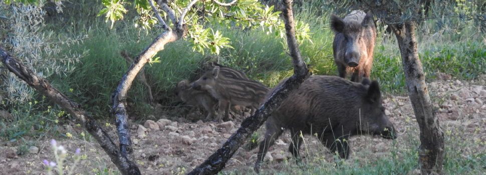 La Generalitat cede a Cataluña jaulas para capturar jabalís dentro del plan de choque para frenar la expansión de la peste porcina