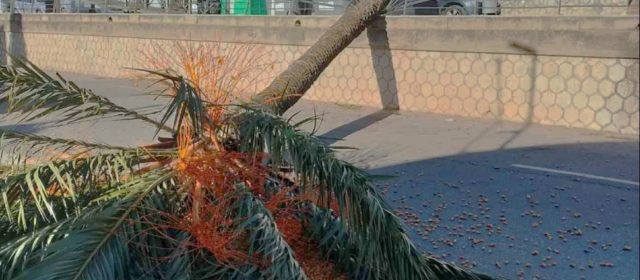 El viento derriba una palmera en la avenida Marqués de Benicarló