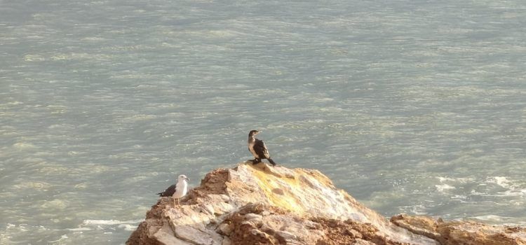 El “parte” del temps: demà bufarà mestral amb intensitat i seguiria fort fins diumenge a la tarda