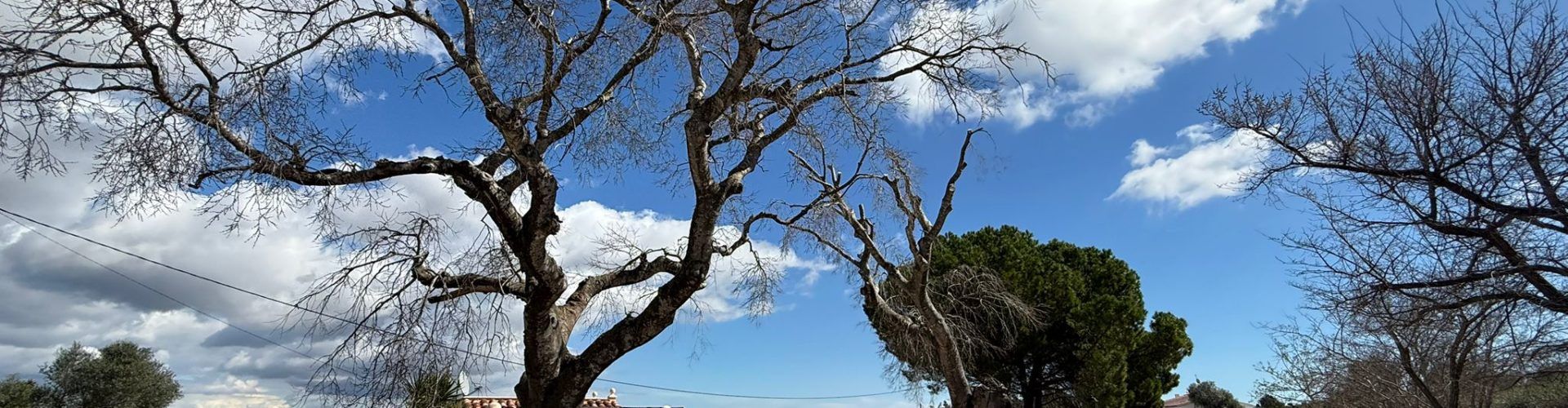 Càlig realitza el manteniment i poda dels arbres del camí al Paratge dels Socors