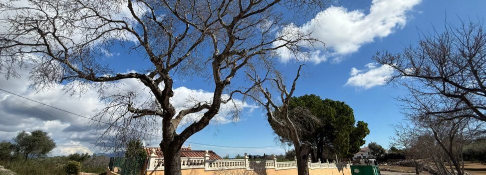 Càlig realitza el manteniment i poda dels arbres del camí al Paratge dels Socors