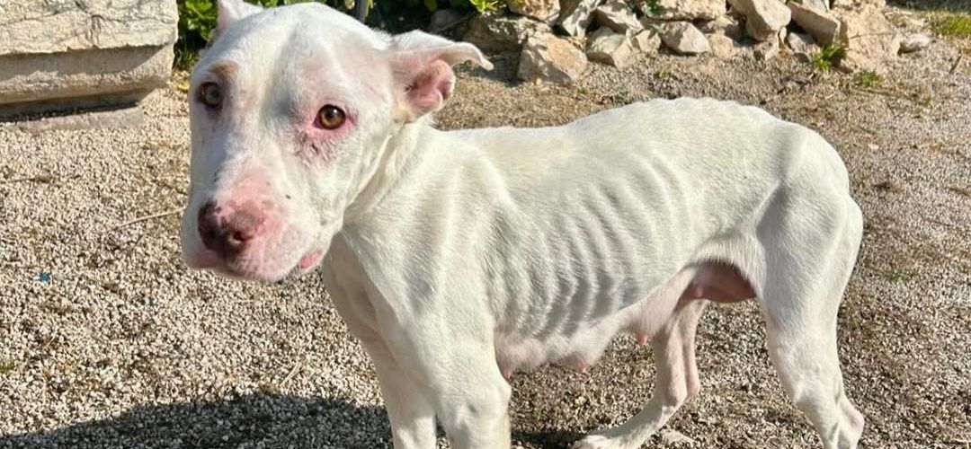 La Policia Local rescata cinc gossos malnutrits i denuncia el seu propietari