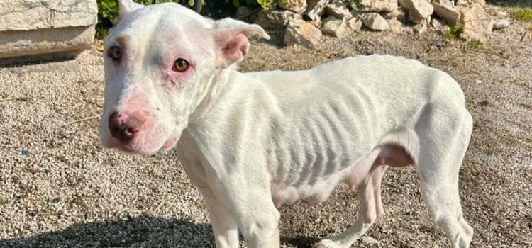 La Policia Local rescata cinc gossos malnutrits i denuncia el seu propietari