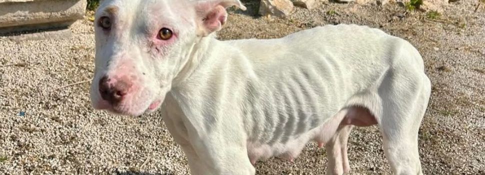 La Policia Local rescata cinc gossos malnutrits i denuncia el seu propietari
