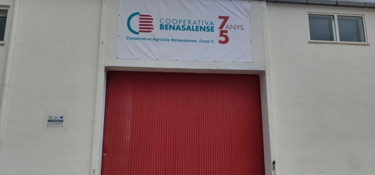 La cooperativa de Benassal participa en AVELLASSAL, un projecte europeu per impulsar l’avellana de secà emblemàtica del municipi