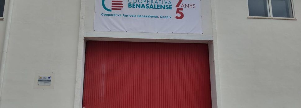 La cooperativa de Benassal participa en AVELLASSAL, un projecte europeu per impulsar l’avellana de secà emblemàtica del municipi